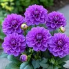 tmfleurhotmailcom