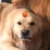 silly11_