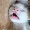 cahnjambu92