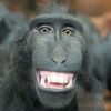 wong_penak7