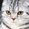 miaaaawwwww02