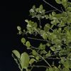 hamdan_734