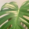 plantbitch20