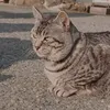 himazinarufa_0118