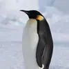 doktor_kaiserpinguin