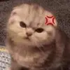 dangyen_1