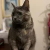 iluvorangecats