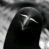 polarvnxk