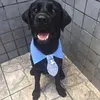 zeus_labrador86