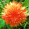 red_dandelion_