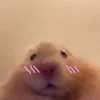 lingahskekwjaksk
