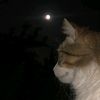ﾑりﾉｲﾘﾑ 22