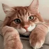 catiasilvia_