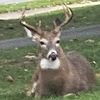 deer_head