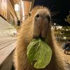 capybaralover1986