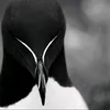 torxet_