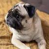 pugdiabetes