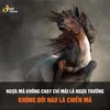 hoangda.37