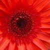 flowershow98769_edits