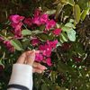 sfv_785