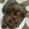 pedro_br12345