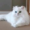 khadijaislam8734