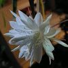 wijayakusuma0447