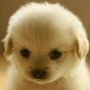 sander_lf