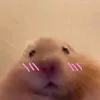 rfrwaaxh527448800006