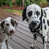 dalmatianqtpi