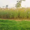 phongthan00000