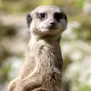 suricate0637