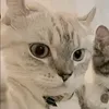 blubblubnyeong