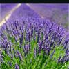 lavender💜💜🪻🪻