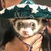 1ferretlove