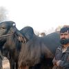 ali.gul.mangi42
