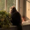 meowwwmeoww02