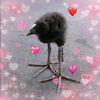 www.sillybird.com