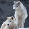 whitewolflovesnow