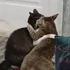 asikinbudiman