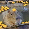 capybara_pyps228