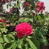 shaikhnoor905