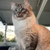 scoobedeebapbap