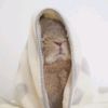 bunny_cozu
