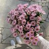 iabeer_mansour
