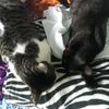 rosalind_newtonymax
