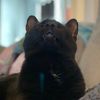 javakitty1015