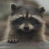 trash_panda126