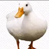 patosemt