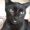 blackcatkamado